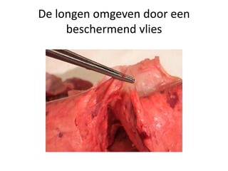 De longen omgeven door een
beschermend vlies
 