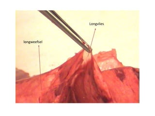 Longvlies
longweefsel
 