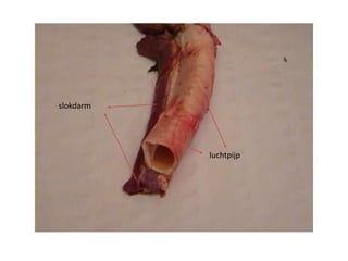 luchtpijp
slokdarm
 