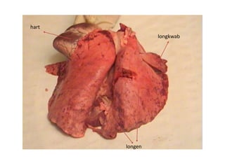 longen
hart
longkwab
 