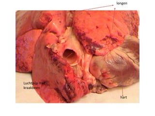 hart
longen
Luchtpijp met
kraakbeen
 