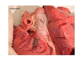 luchtpijptak
longweefsel
 