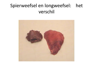 Spierweefsel en longweefsel: het
verschil
 
