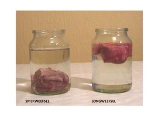 SPIERWEEFSEL LONGWEEFSEL
 