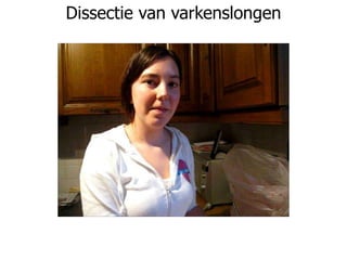 Dissectie van varkenslongen
 
