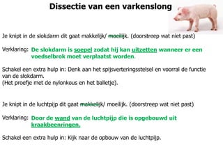 Dissectie van een varkenslong
Je knipt in de slokdarm dit gaat makkelijk/ moeilijk. (doorstreep wat niet past)
Verklaring:
Schakel een extra hulp in: Denk aan het spijsverteringsstelsel en voorral de functie
van de slokdarm.
(Het proefje met de nylonkous en het balletje).
De slokdarm is soepel zodat hij kan uitzetten wanneer er een
voedselbrok moet verplaatst worden.
Je knipt in de luchtpijp dit gaat makkelijk/ moeilijk. (doorstreep wat niet past)
Verklaring:
Schakel een extra hulp in: Kijk naar de opbouw van de luchtpijp.
Door de wand van de luchtpijp die is opgebouwd uit
kraakbeenringen.
 
