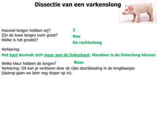 Dissectie van een varkenslong
Hoeveel longen hebben wij?
Zijn de twee longen even groot?
Welke is het grootst?
Verklaring:
Welke kleur hebben de longen?
Verklaring: Dit kan je verklaren door de rijke doorbloeding in de longblaasjes
(daarop gaan we later nog dieper op in).
2
Nee
De rechterlong
Het hart bevindt zich meer aan de linkerkant. Hierdoor is de linkerlong kleiner.
Roze
 