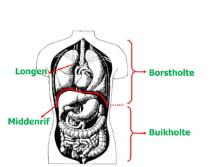 Middenrif
Longen Borstholte
Buikholte
 