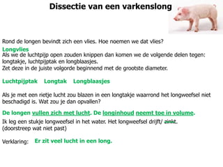 Dissectie van een varkenslong
Rond de longen bevindt zich een vlies. Hoe noemen we dat vlies?
Als we de luchtpijp open zouden knippen dan komen we de volgende delen tegen:
longtakje, luchtpijptak en longblaasjes.
Zet deze in de juiste volgorde beginnend met de grootste diameter.
Als je met een rietje lucht zou blazen in een longtakje waarrond het longweefsel niet
beschadigd is. Wat zou je dan opvallen?
Ik leg een stukje longweefsel in het water. Het longweefsel drijft/ zinkt.
(doorstreep wat niet past)
Verklaring:
Longvlies
Luchtpijptak Longtak Longblaasjes
De longen vullen zich met lucht. De longinhoud neemt toe in volume.
Er zit veel lucht in een long.
 