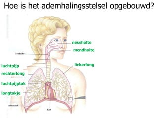 Hoe is het ademhalingsstelsel opgebouwd?
neusholte
mondholte
luchtpijp linkerlong
rechterlong
longtakje
luchtpijptak
 
