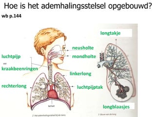 Hoe is het ademhalingsstelsel opgebouwd?
wb p.144
neusholte
mondholteluchtpijp
kraakbeenringen
linkerlong
rechterlong luchtpijptak
longtakje
longblaasjes
 