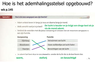neus/ mond
Hoe is het ademhalingsstelsel opgebouwd?
wb p.145
De lucht is kouder en je krijgt een droge keel als je
via de mond ademt.
warm, stofvrij en bevochtigd
 