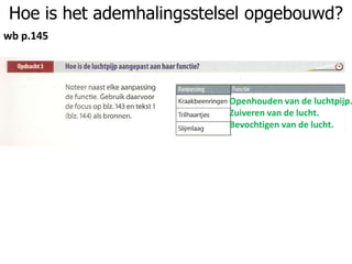 Hoe is het ademhalingsstelsel opgebouwd?
wb p.145
Openhouden van de luchtpijp.
Zuiveren van de lucht.
Bevochtigen van de lucht.
 