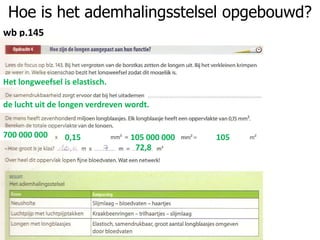 Hoe is het ademhalingsstelsel opgebouwd?
wb p.145
Het longweefsel is elastisch.
de lucht uit de longen verdreven wordt.
700 000 000 0,15 105 000 000 105
72,8
 