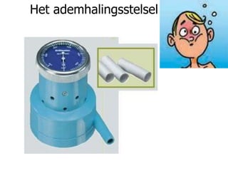 Het ademhalingsstelsel
 