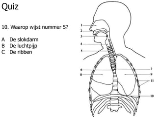Quiz
10. Waarop wijst nummer 5?
A De slokdarm
B De luchtpijp
C De ribben
 