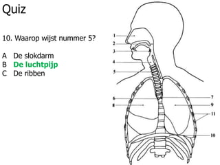 Quiz
10. Waarop wijst nummer 5?
A De slokdarm
B De luchtpijp
C De ribben
 