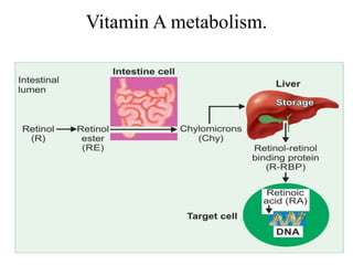 Vitamin A metabolism.
 