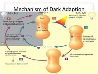 Mechanism of Dark Adaption
 