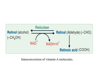 Interconversion of vitamin A molecules.
 