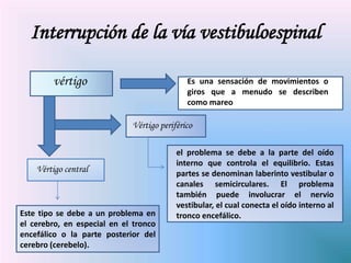 Interrupción de la vía vestibuloespinal
vértigo Es una sensación de movimientos o
giros que a menudo se describen
como mareo
Vértigo central
Vértigo periférico
Este tipo se debe a un problema en
el cerebro, en especial en el tronco
encefálico o la parte posterior del
cerebro (cerebelo).
el problema se debe a la parte del oído
interno que controla el equilibrio. Estas
partes se denominan laberinto vestibular o
canales semicirculares. El problema
también puede involucrar el nervio
vestibular, el cual conecta el oído interno al
tronco encefálico.
 