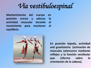 Vía vestibuloespinal
En posición bípeda, actividad
anti gravitatoria (activación de
músculos extensores mediante
reflejos y la función vestibular
que informa sobre la
orientación de la cabeza).
Mantenimiento del cuerpo en
posición erecta y adecua la
actividad muscular durante el
movimiento para mantener el
equilibrio.
 