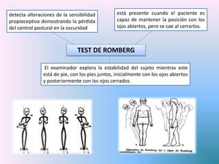 TEST DE ROMBERG
detecta alteraciones de la sensibilidad
propioceptiva demostrando la pérdida
del control postural en la oscuridad
El examinador explora la estabilidad del sujeto mientras este
está de pie, con los pies juntos, inicialmente con los ojos abiertos
y posteriormente con los ojos cerrados.
está presente cuando el paciente es
capaz de mantener la posición con los
ojos abiertos, pero se cae al cerrarlos.
 