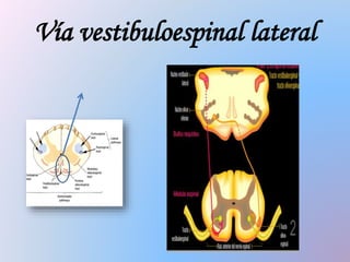 Vía vestibuloespinal lateral
 