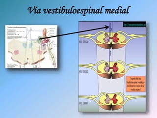 Vía vestibuloespinal medial
 