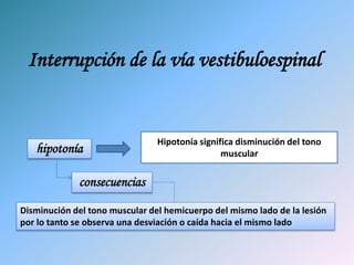 Interrupción de la vía vestibuloespinal
Disminución del tono muscular del hemicuerpo del mismo lado de la lesión
por lo tanto se observa una desviación o caída hacia el mismo lado
hipotonía
Hipotonía significa disminución del tono
muscular
consecuencias
 