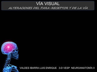 VALDES IBARRA LUIS ENRIQUE 3-D VESP NEUROANATOMÍA II
VÍA VISUAL
ALTERACIONES DEL PARA-RECEPTOR Y DE LA VÍA
 