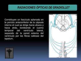 Via visual dr damian | PPTX