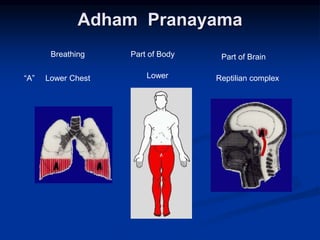 Adham Pranayama
“A”
Breathing Part of Body Part of Brain
Lower Chest Lower Reptilian complex
 