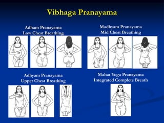 Vibhaga Pranayama
Adham Pranayama
Low Chest Breathing
Madhyam Pranayama
Mid Chest Breathing
Adhyam Pranayama
Upper Chest Breathing
Mahat Yoga Pranayama
Integrated Complete Breath
 