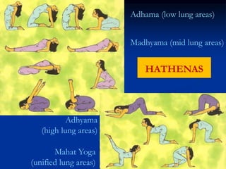 Adhama (low lung areas)
Madhyama (mid lung areas)
Adhyama
(high lung areas)
Mahat Yoga
(unified lung areas)
HATHENAS
 