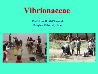 Vibrionaceae
Prof. Alaa H. Al-Charrakh
Babylon University, Iraq
 