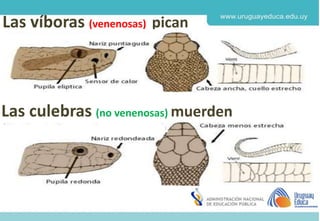 Derechos de autor y Licencias
Agosto 2018
CES
Las víboras (venenosas) pican
Las culebras (no venenosas) muerden
 