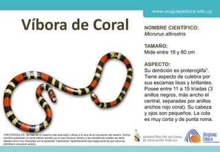 Derechos de autor y Licencias
Agosto 2018
CES
Víbora de Coral NOMBRE CIENTÍFICO:
Micrurus altirostris
TAMAÑO:
Mide entre 18 y 80 cm
ASPECTO:
Su dentición es proteroglifa1.
Tiene aspecto de culebra por
sus escamas lisas y brillantes.
Posee entre 11 a 15 tríadas (3
anillos negros, más ancho el
central, separadas por anillos
anchos rojo coral). Su cabeza
y ojos son pequeños. La cola
es muy corta y de punta roma.
1PROTEROGLIFA: Se trata de un sistema más avanzado y eficaz a la hora de la inoculación del veneno. Dichos
colmillos presentan un canal interior cerrado por el que circula el veneno y las mordeduras pueden ser tanto
rápidas como muy marcadas con la serpiente “masticando” repetidamente para asegurarse de que clava los
colmillos e inocula el veneno.
 