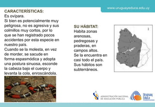 Derechos de autor y Licencias
Agosto 2018
CES
SU HÁBITAT:
Habita zonas
arenosas,
pedregosas y
praderas, en
campos altos.
Se la encuentra en
casi todo el país.
Sus hábitos son
subterráneos.
CARACTERÍSTICAS:
Es ovípara.
Si bien es potencialmente muy
peligrosa, no es agresiva y sus
colmillos muy cortos, por lo
que se han registrado pocos
accidentes por esta especie en
nuestro país.
Cuando se la molesta, en vez
de morder, se sacude en
forma espasmódica y adopta
una postura sinuosa, esconde
la cabeza bajo el cuerpo y
levanta la cola, enroscándola.
 
