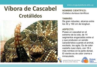 Derechos de autor y Licencias
Agosto 2018
CES
Víbora de Cascabel
Crotálidos
NOMBRE CIENTÍFICO:
Crotalus durissus terrificus
TAMAÑO:
De gran robustez, alcanza entre
los 30 y 160 cm de longitud.
ASPECTO:
Posee un cascabel en el
extremo de la cola, de 14
segmentos engarzados entre sí
y que producen un sonido
característico cuando el animal,
excitado, los agita. Es de color
castaño nuez claro, con 18 ó
más rombos en la parte dorsal,
El vientre es de color crema e
inmaculado.
 