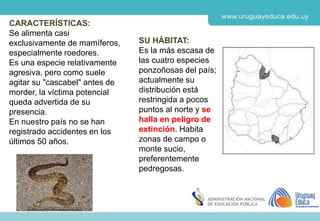 Derechos de autor y Licencias
Agosto 2018
CES
SU HÁBITAT:
Es la más escasa de
las cuatro especies
ponzoñosas del país;
actualmente su
distribución está
restringida a pocos
puntos al norte y se
halla en peligro de
extinción. Habita
zonas de campo o
monte sucio,
preferentemente
pedregosas.
CARACTERÍSTICAS:
Se alimenta casi
exclusivamente de mamíferos,
especialmente roedores.
Es una especie relativamente
agresiva, pero como suele
agitar su "cascabel" antes de
morder, la víctima potencial
queda advertida de su
presencia.
En nuestro país no se han
registrado accidentes en los
últimos 50 años.
 