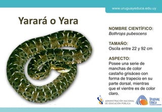 Derechos de autor y Licencias
Agosto 2018
CES
Yarará o Yara
NOMBRE CIENTÍFICO:
Bothrops pubescens
TAMAÑO:
Oscila entre 22 y 92 cm
ASPECTO:
Posee una serie de
manchas de color
castaño grisáceo con
forma de trapecio en su
parte dorsal, mientras
que el vientre es de color
claro.
 