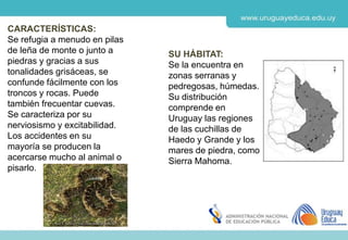 Derechos de autor y Licencias
Agosto 2018
CES
SU HÁBITAT:
Se la encuentra en
zonas serranas y
pedregosas, húmedas.
Su distribución
comprende en
Uruguay las regiones
de las cuchillas de
Haedo y Grande y los
mares de piedra, como
Sierra Mahoma.
CARACTERÍSTICAS:
Se refugia a menudo en pilas
de leña de monte o junto a
piedras y gracias a sus
tonalidades grisáceas, se
confunde fácilmente con los
troncos y rocas. Puede
también frecuentar cuevas.
Se caracteriza por su
nerviosismo y excitabilidad.
Los accidentes en su
mayoría se producen la
acercarse mucho al animal o
pisarlo.
 