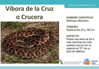 Derechos de autor y Licencias
Agosto 2018
CES
Víbora de la Cruz
o Crucera NOMBRE CIENTÍFICO:
Bothrops alternatus
TAMAÑO:
Oscila entre 25 y 150 cm
ASPECTO:
Posee una serie de 24 ó
más manchas de color
castaño oscuro con el
aspecto en "C" de un
tubo de teléfono.
 