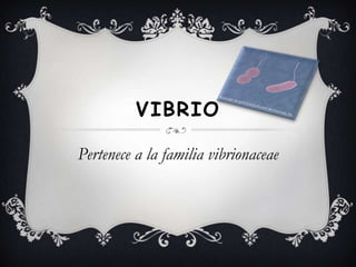 Vibrio Pertenece a la familia vibrionaceae 
