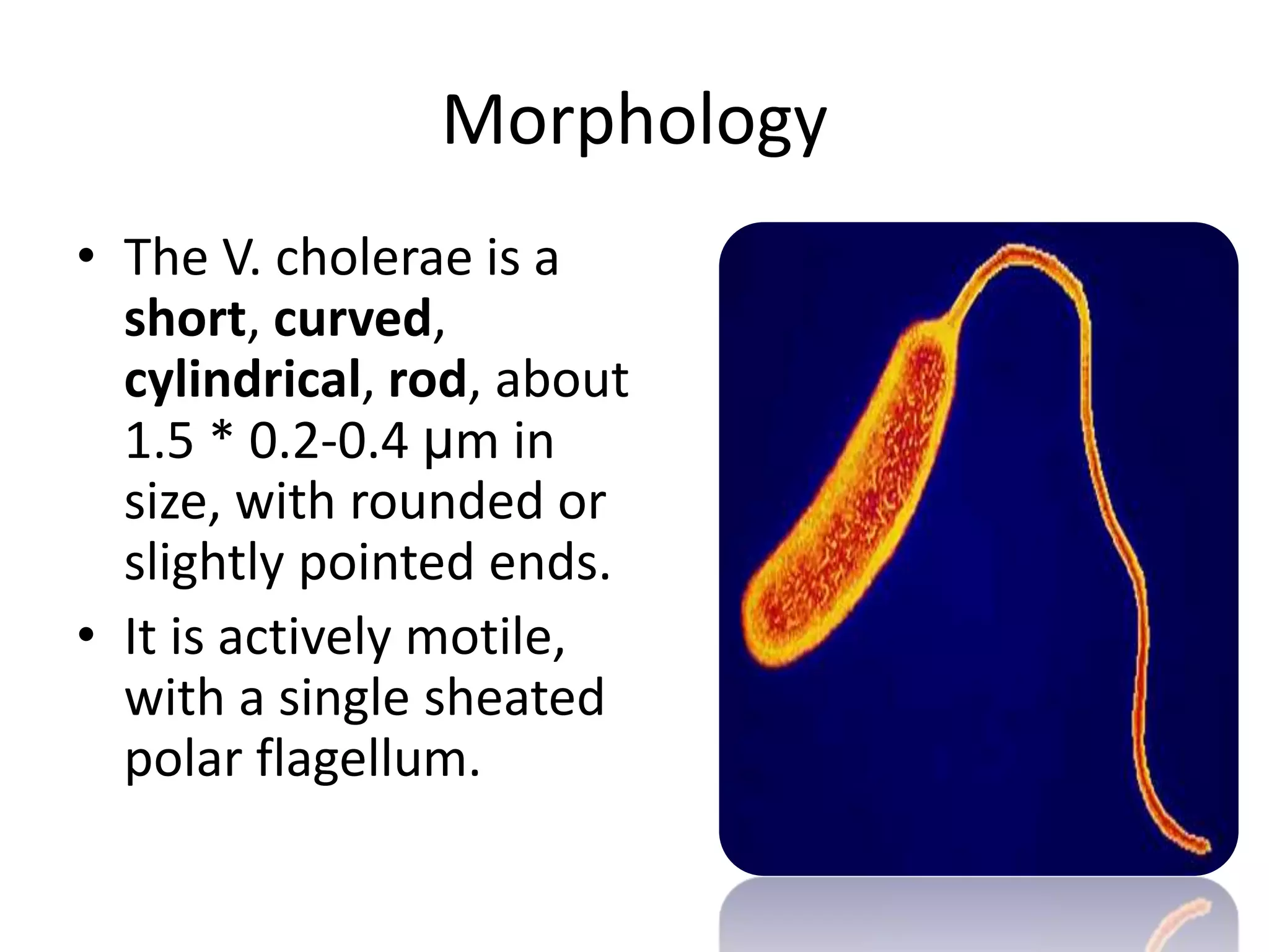 Vibrio | PPTX, image size:2048x1536