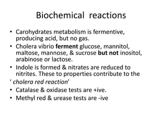 Biochemical reactions
• Carohydrates metabolism is fermentive,
producing acid, but no gas.
• Cholera vibrio ferment glucose, mannitol,
maltose, mannose, & sucrose but not inositol,
arabinose or lactose.
• Indole is formed & nitrates are reduced to
nitrites. These to properties contribute to the
‘ cholera red reaction’
• Catalase & oxidase tests are +ive.
• Methyl red & urease tests are -ive
 