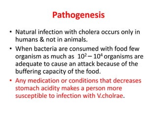 Pathogenesis
• Natural infection with cholera occurs only in
humans & not in animals.
• When bacteria are consumed with food few
organism as much as 102 – 104 organisms are
adequate to cause an attack because of the
buffering capacity of the food.
• Any medication or conditions that decreases
stomach acidity makes a person more
susceptible to infection with V.cholrae.
 