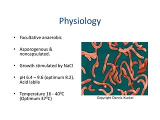 Physiology
• Facultative anaerobic
• Asporogenous &
noncapsulated.
• Growth stimulated by NaCl
• pH 6.4 – 9.6 (optimum 8.2).
Acid labile
• Temperature 16 - 400C
(Optimum 370C)
 