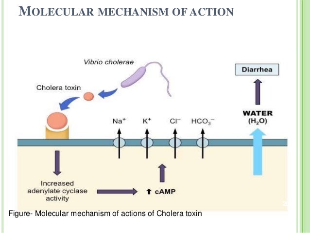 Vibrio cholerae and Cholera